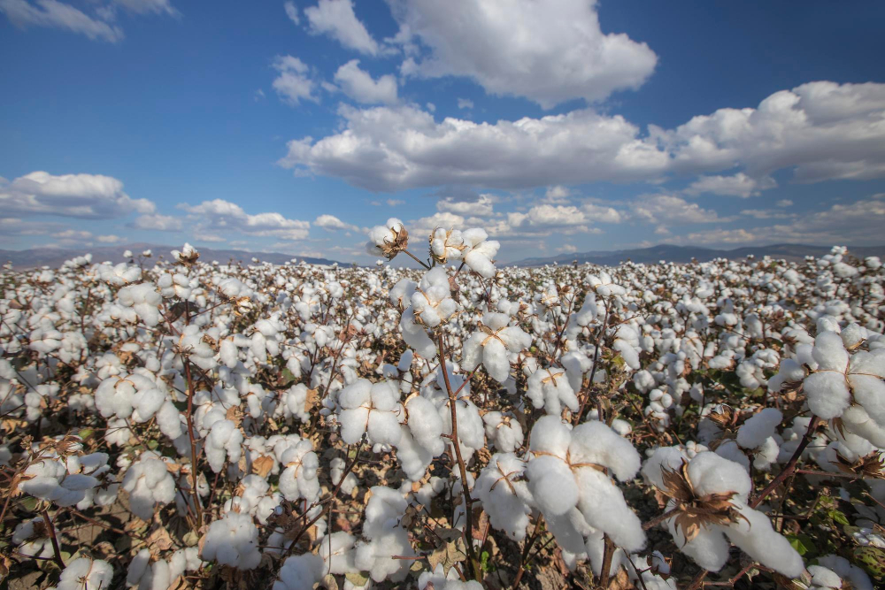 algodão-freepik