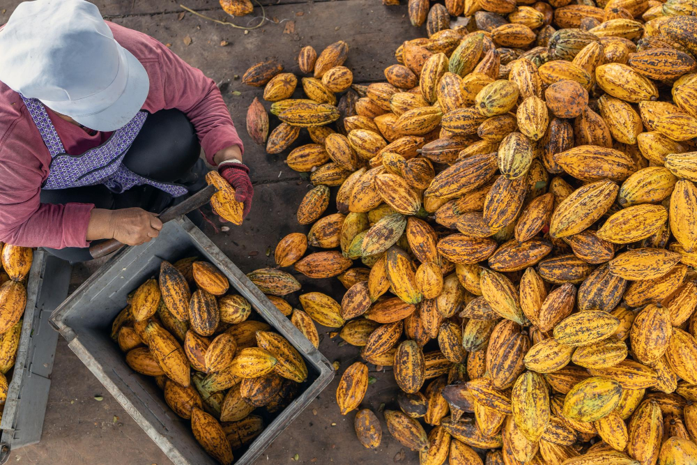cacau- freepik