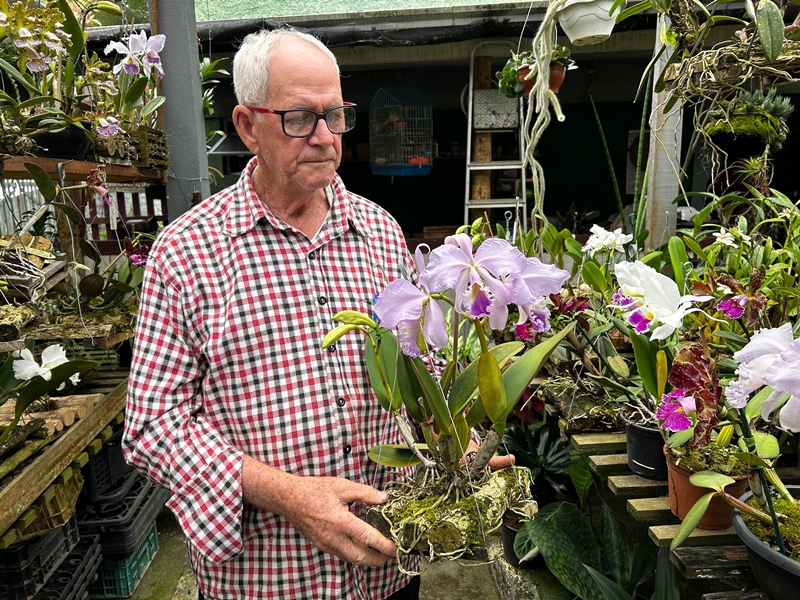 nego schunk no cultivo de orquideas