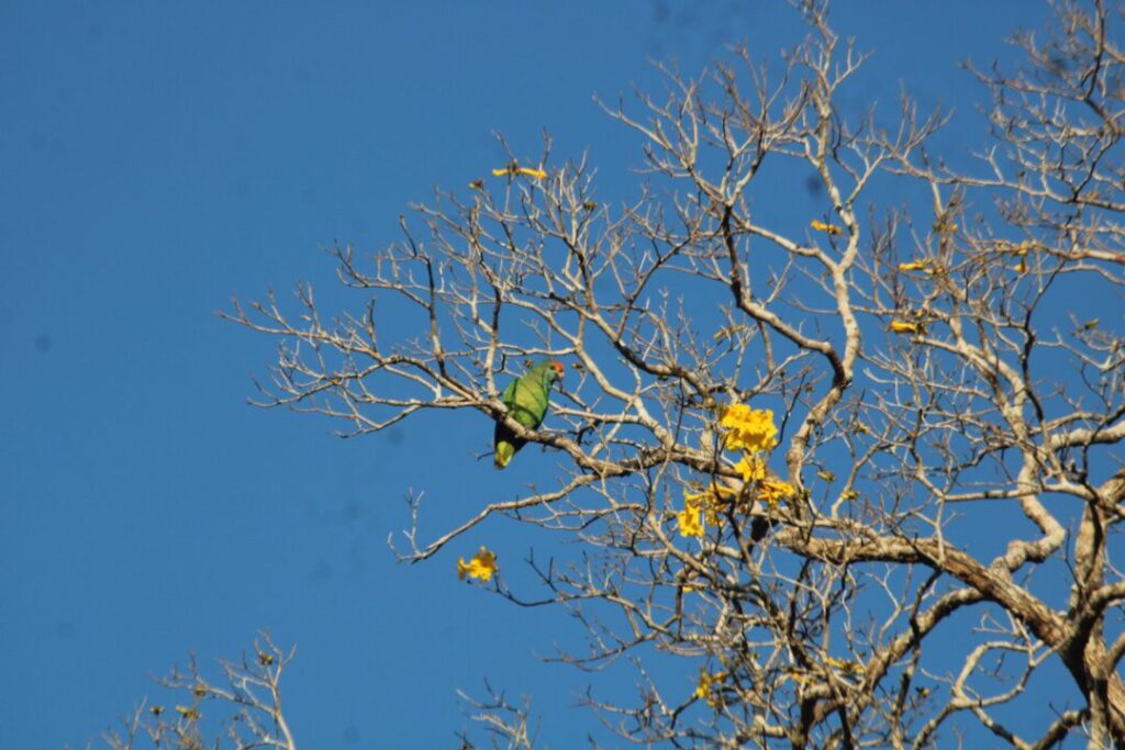 Amazona-rhodocorytha-na-arvore-Handroanthus-riodocensis_Foto-Ricardo-Ribeiro_reduzida
