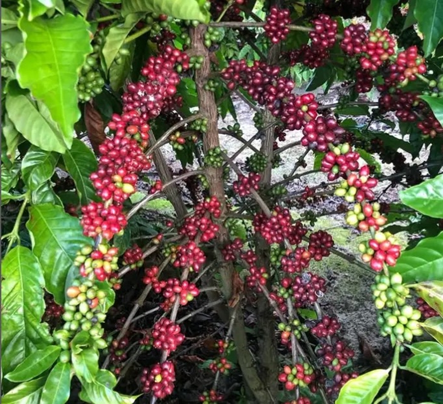 cafe-conilon_Fabio_Partele