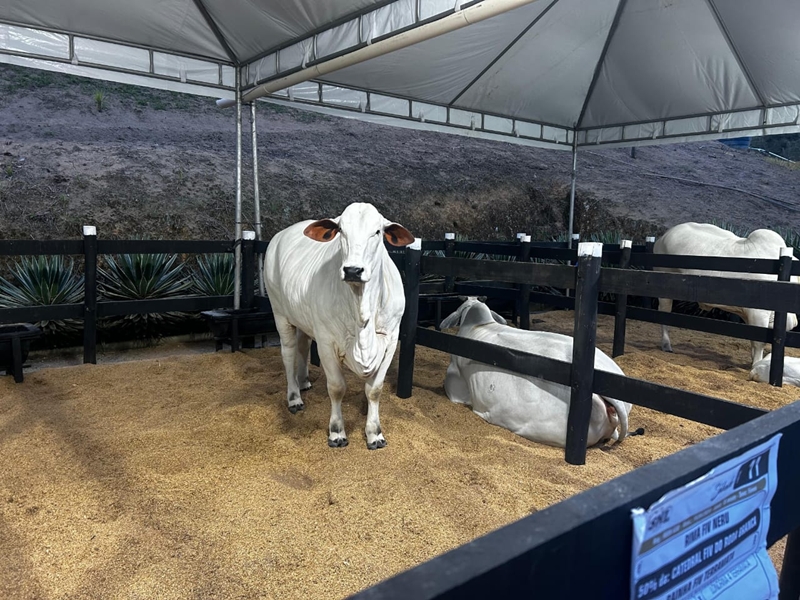 setor de genetica bovino em mf