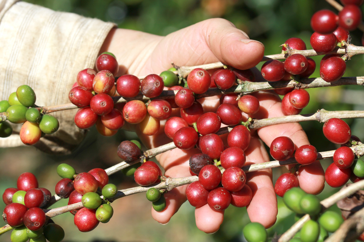 Café-capa-mão- FOTO- JULIO HUBER