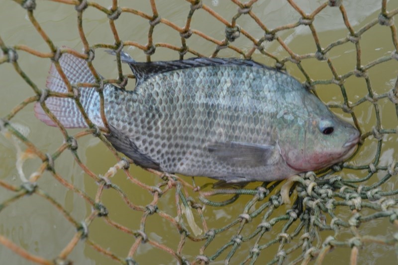 Incaper_tilapia_Arquivo (1)