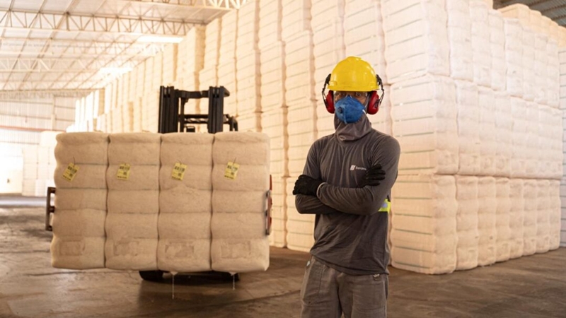 algodão Brasil mercado