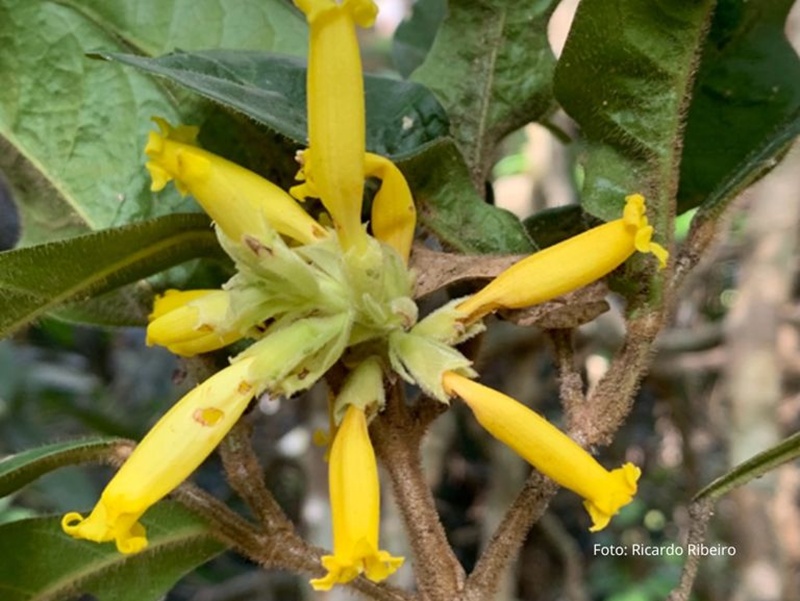 nova espécie de cipó em ST