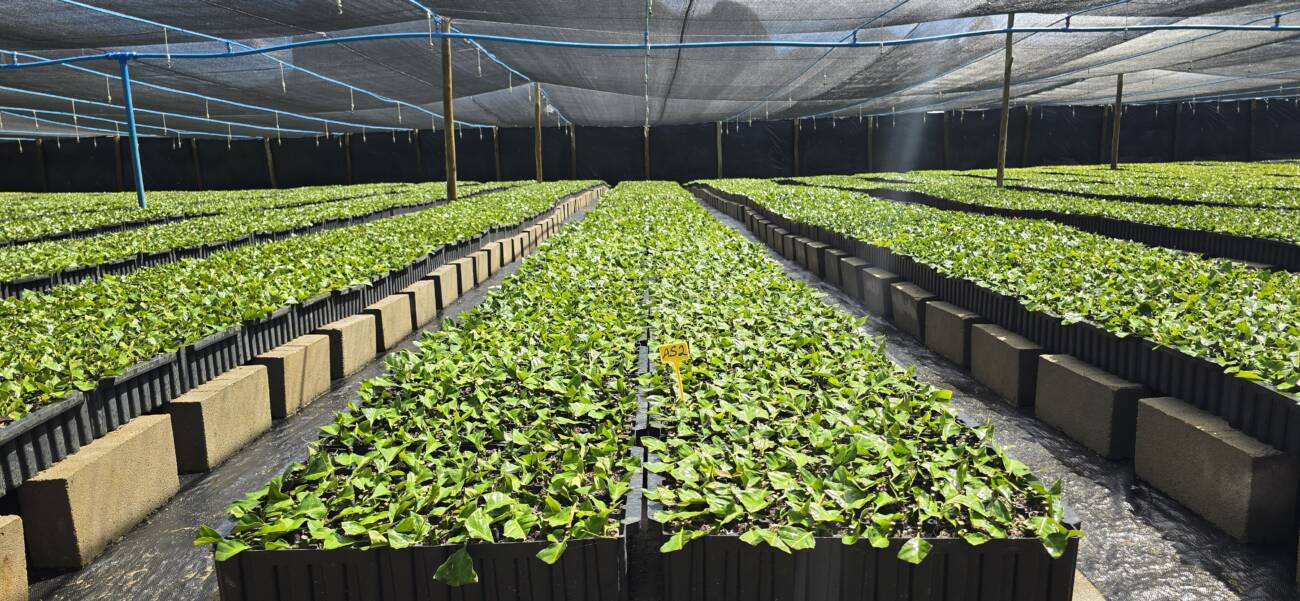 Viveiro de Café _ Foto Divulgação Hydra Irrigação