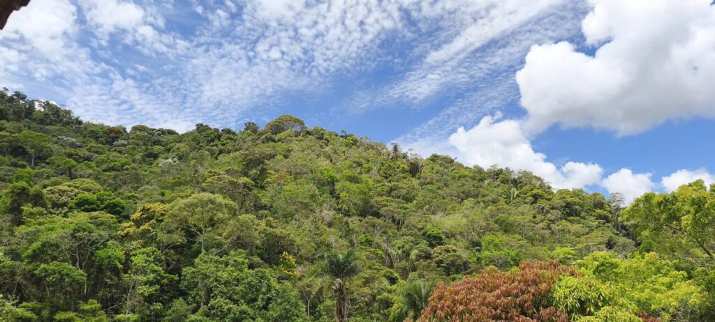 floresta madura - foto Alba Lívia Tallon Bozi