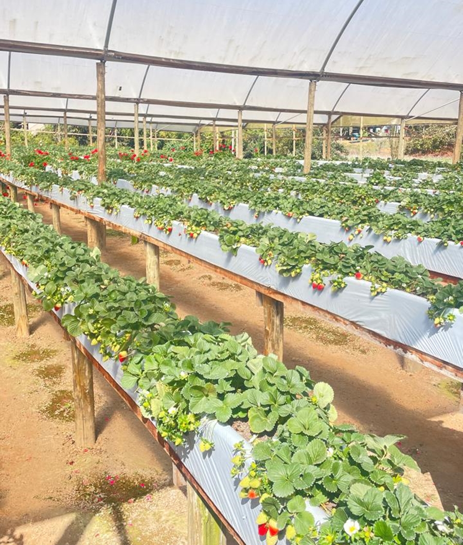 morango- suzana klein