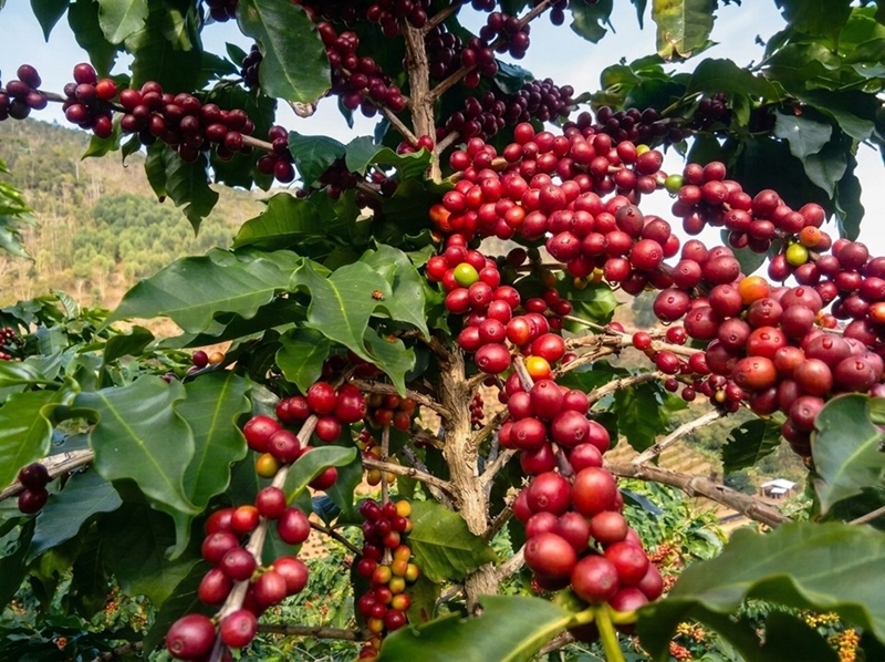 café seag