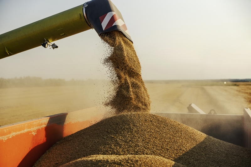 Cropped picture of agronomy harvester separating wheat grain into tractor trailer at rural farmland.