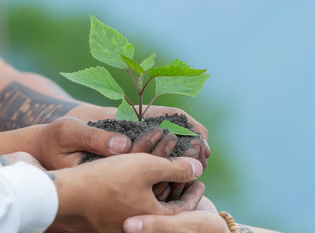 hands of trees growing seedlings.