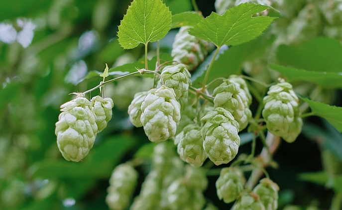 Hop cones close up, selective focus on the cones. Hops for making beer and bread, agricultural background with copy space. Detail of hops before autumn harvest, vertical frame