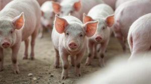 Brasil e China fortalecem acordo sanitário para ampliar embarques de carne suína e miúdos.