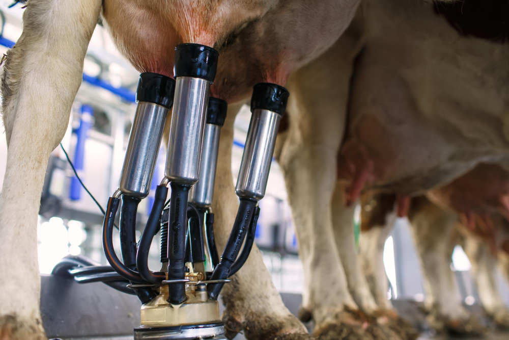 vacas leiteiras- freepik