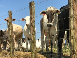 Mais da metade dos produtores rurais ainda não atualizou cadastro de rebanho no ES