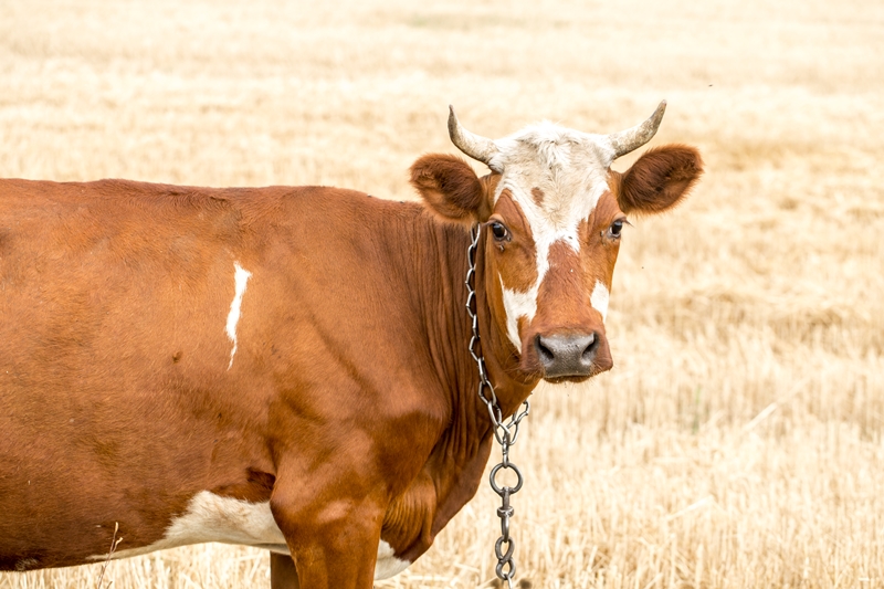 beautiful brown cow grazing in a yellow field