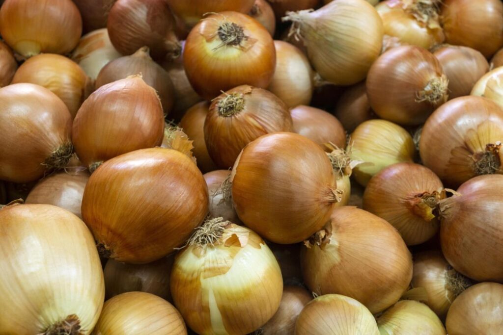cebola_FREEPIK