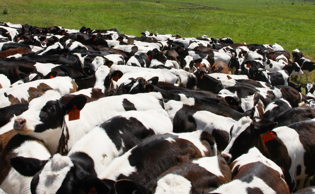 a herd of cows crowding at the fence