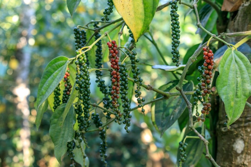pimenta do reino