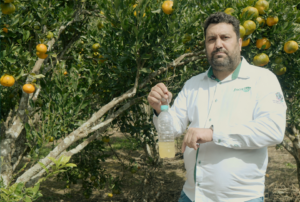 Armadilhas ecológicas ajudam no monitoramento da mosca-das-frutas
