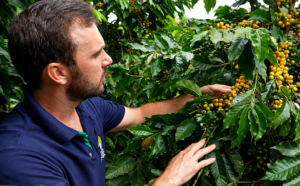 Cultivares recomendadas pelo Incaper elevam produtividade do café arábica orgânico nas Montanhas Capixabas