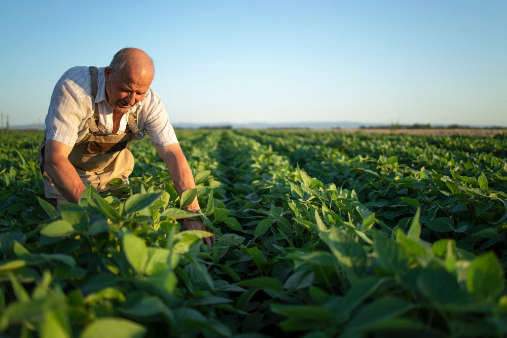 Produtor Rural
