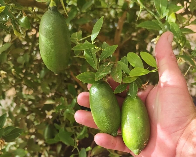 fruta gourmet