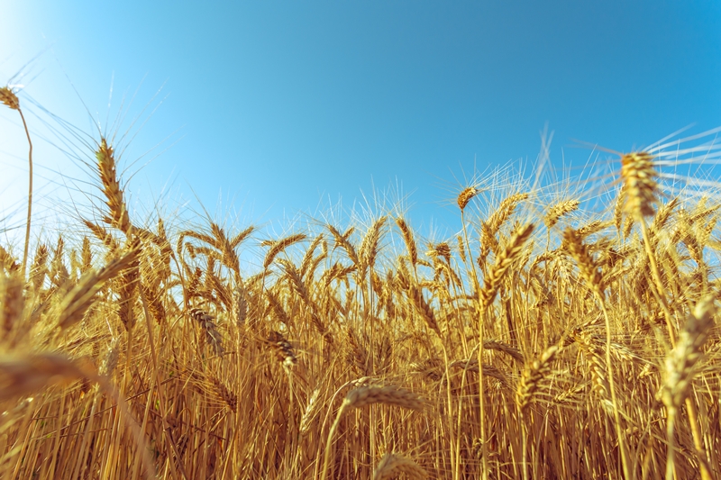 golden wheat field and sunny day