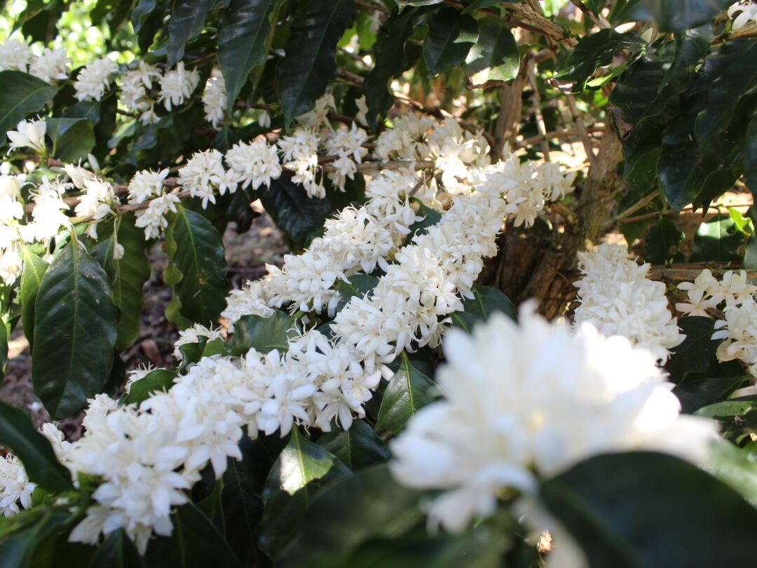 Cafe-em-flor-Julio-Huber