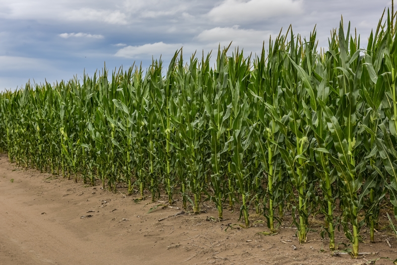 Cornfield in Buenos Aires Province, Argentina