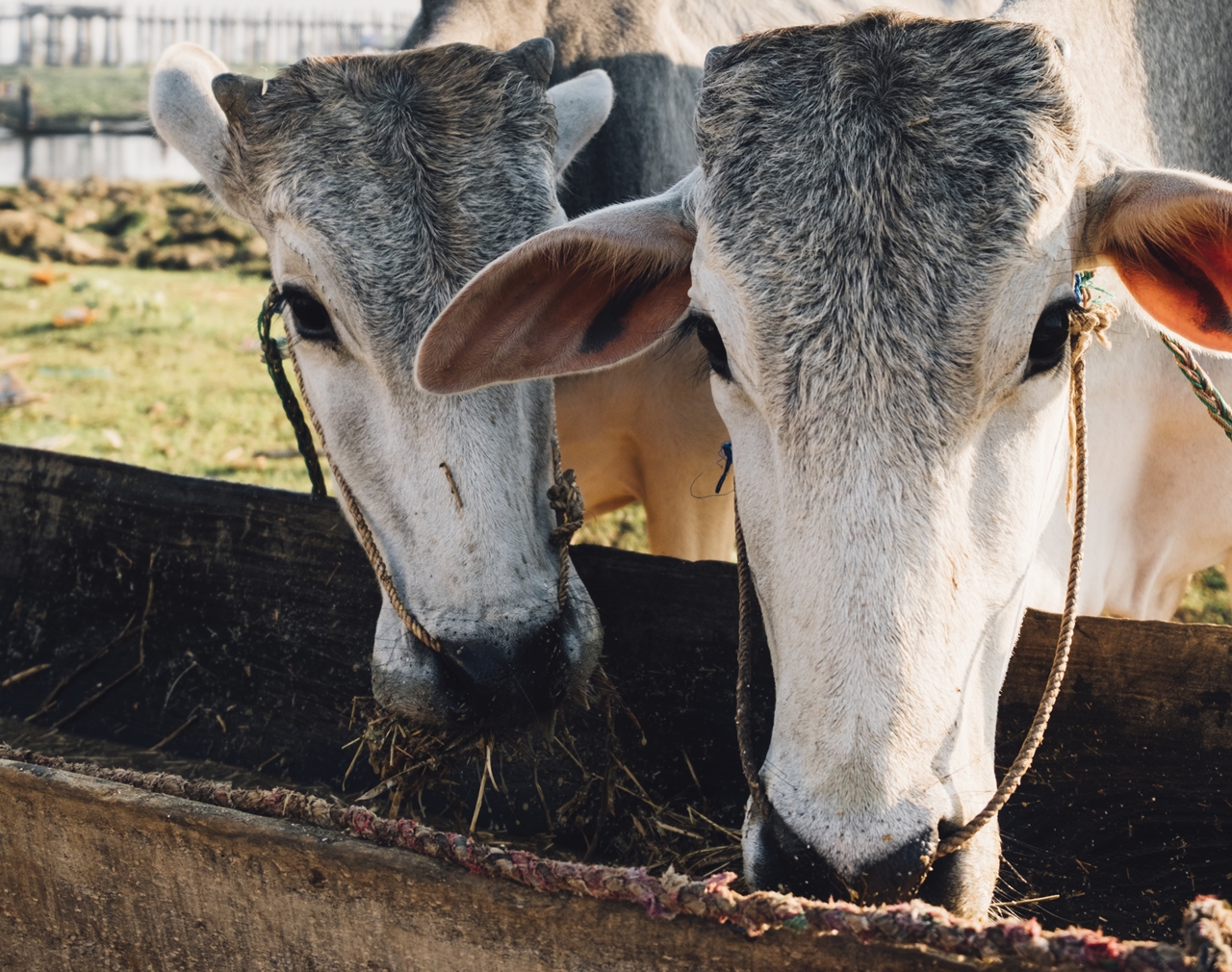 cow eat food
