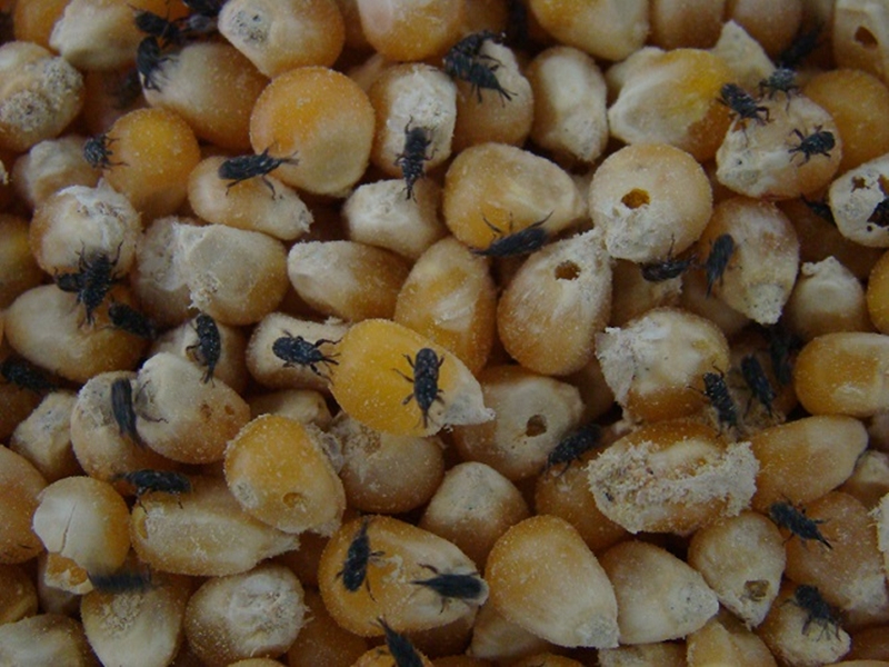 pragas da soja e milho