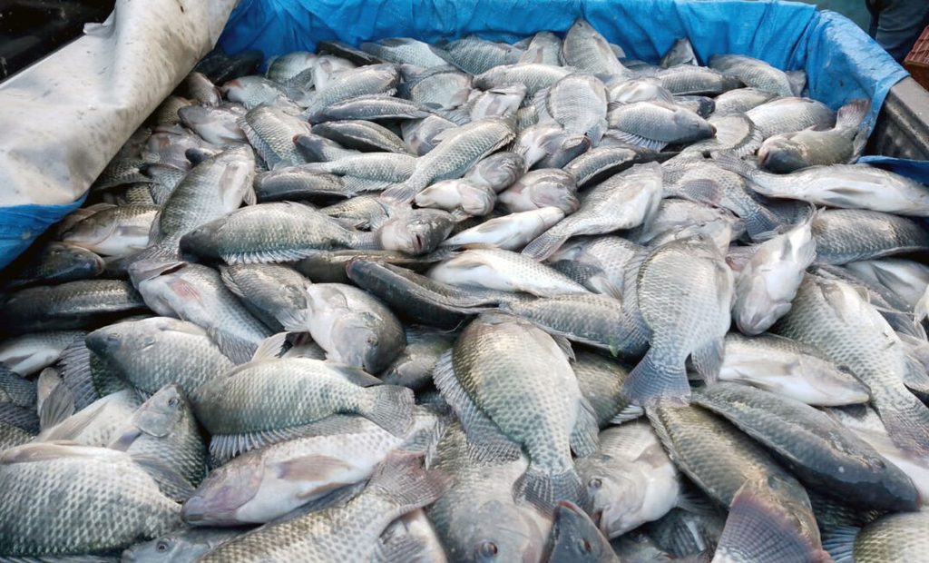 Peixes