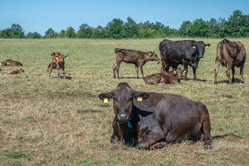 cows-calves-grazing-grassy-pasture