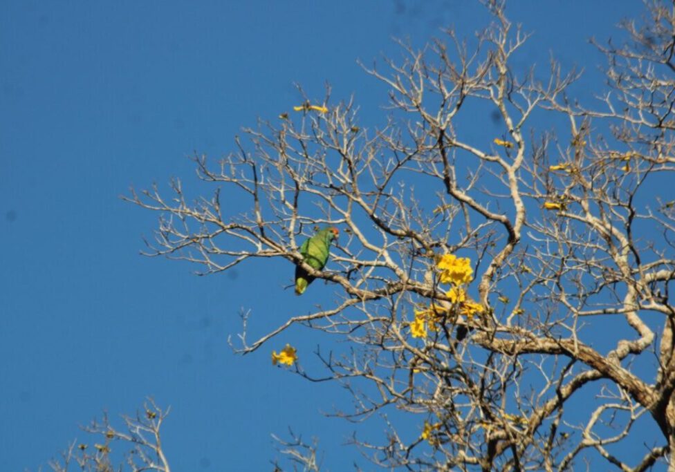 Amazona-rhodocorytha-na-arvore-Handroanthus-riodocensis_Foto-Ricardo-Ribeiro_reduzida