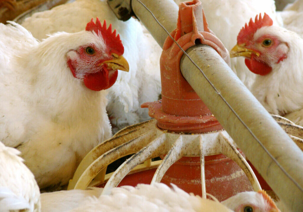 Ave-galinha-frango-avicultua-Julio-Huber-1024x768