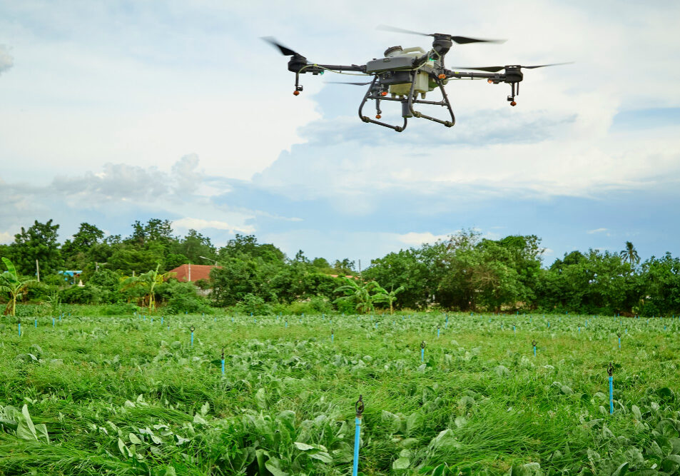 CRONES AGRICULA- FOTO- MAGNIFIC