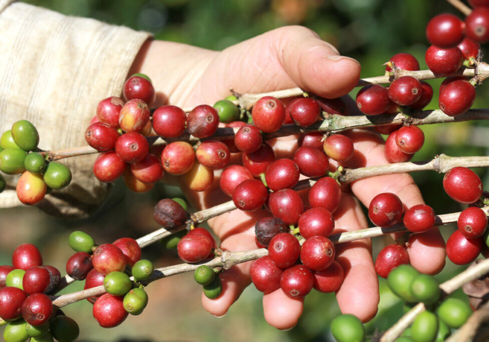 Café-capa-mão- FOTO- JULIO HUBER