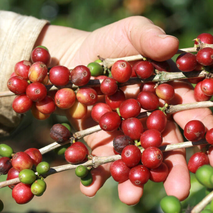 Café-capa-mão- FOTO- JULIO HUBER
