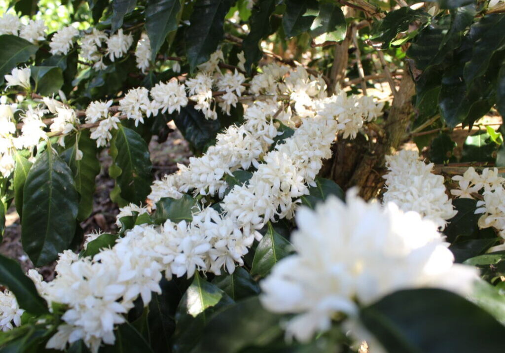 Cafe-em-flor-Julio-Huber