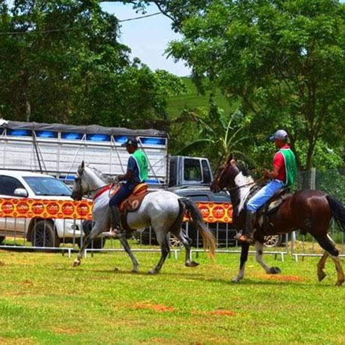 Cavalos-Alfredo-Chaves