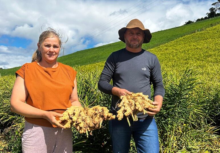 Espírito Santo dá início à colheita do gengibre da safra 2025. Foto Henrique Fajoli - Seag