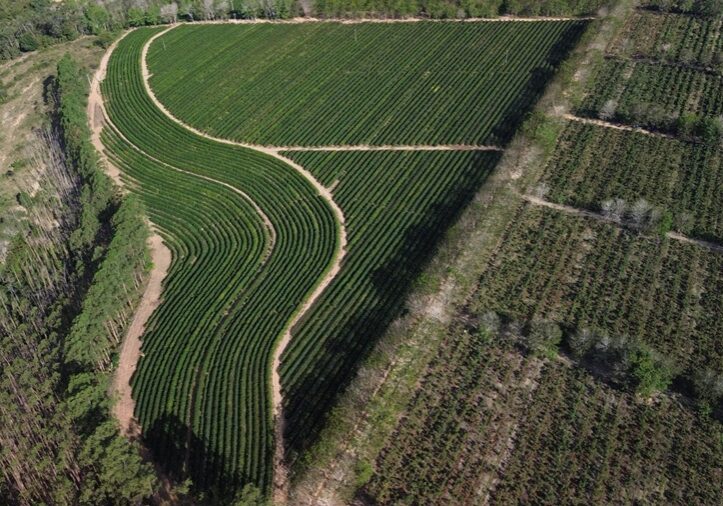 Fazenda Venturim (1)