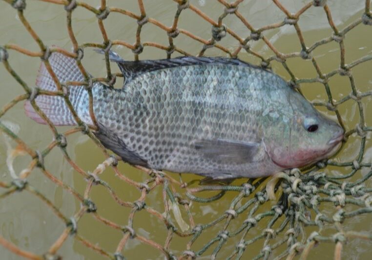 Incaper_tilapia_Arquivo (1)