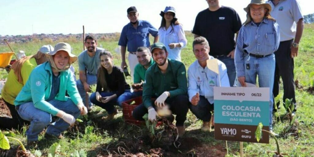 Inhame-capixaba-e-cultivado-no-Cerrado-Mineiro-e-apresenta-bons-resultados