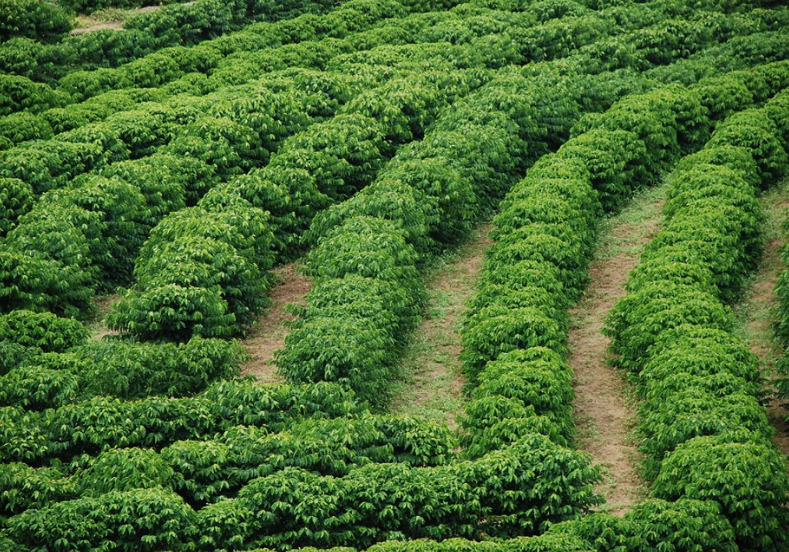 Lavoura de café-Arquivo-Incaper