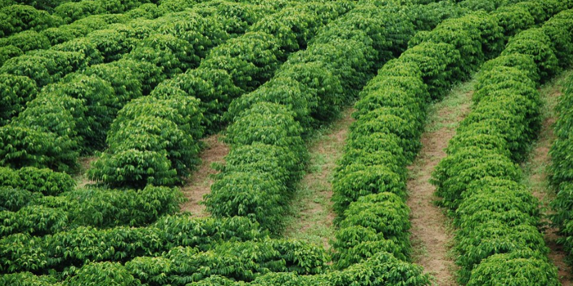 Lavoura de café-Arquivo-Incaper