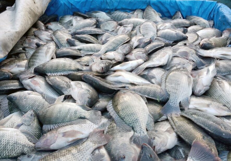 Peixes