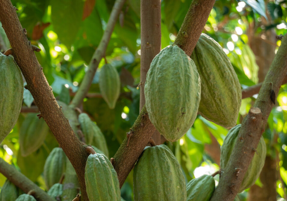 Produção de cacau- freepik